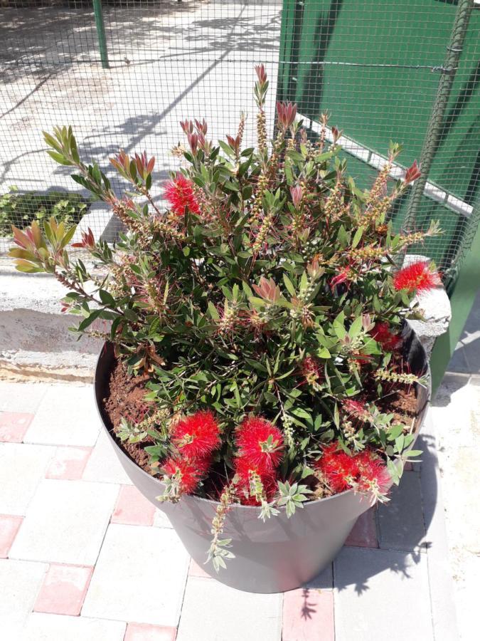 Apartments Alen Πούλα Εξωτερικό φωτογραφία